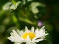 A daisy flower on a green background. One field daisy in the field of gerbera or daisy Royalty Free Stock Photo