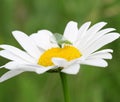 Daisy flower with green bug Royalty Free Stock Photo