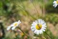 Daisy flower with green fly Phaenicia sericata Royalty Free Stock Photo