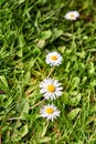 Daisy flower on green meadow with blurred background Royalty Free Stock Photo