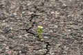 Daisy flower growing from cracked asphalt