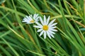 Daisy flower growing in a field or botanical garden on a sunny day outdoors. Marguerite or english daisies with white Royalty Free Stock Photo