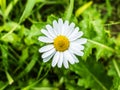Daisy flower growing on meadow in green grass.