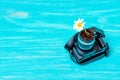 Daisy Flower Growing in a Tiny Camera Royalty Free Stock Photo