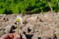 Man holding a small daisy outdoors