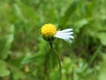 Daisy Flower Harmed Royalty Free Stock Photo