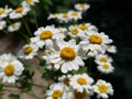 Daisy flower head, beauty in nature, fresh summer petal, natural background, Royalty Free Stock Photo