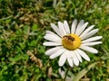 daisy flower head with a fly Royalty Free Stock Photo