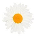 Daisy flower head isolated