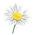 Daisy flower illustration