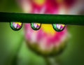 Daisy flower inside a water drops