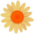 Daisy flower isolated