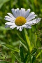 Daisy flower in Lapham Peak State Park