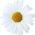 Daisy flower large head, natural - hand drawn clipping path