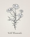 Daisy flower line art drawing. Vector hand drawn engraved illustration. Wild Chamomile black ink sketch. Wild botanical