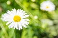 A daisy flower Matricaria ÃÂ¡hamomilla, shot close up at sunny afternoon. Green grass as a background Royalty Free Stock Photo