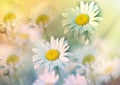 Daisy flower in meadow bathed in spring sunshine Royalty Free Stock Photo