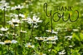 Daisy Flower Meadow, English Calligraphy Thank You Royalty Free Stock Photo