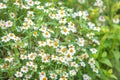 Daisy flower meadow field in the garden with copy space. Royalty Free Stock Photo