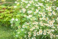 Daisy flower meadow field in the garden with copy space. Royalty Free Stock Photo