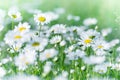 Daisy flower in meadow, flowers bathing in sunlight Royalty Free Stock Photo