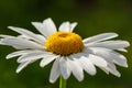 Daisy flower meadow in the morning on a green blurred background, close-up. Web banner Royalty Free Stock Photo