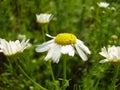 Daisy flower in the meadow