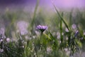 Daisy flower in morning dew Royalty Free Stock Photo