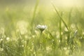 Daisy flower in morning dew Royalty Free Stock Photo