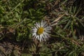 Daisy flower near small drain in green grass Royalty Free Stock Photo