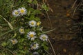 Daisy flower near small drain in green grass Royalty Free Stock Photo