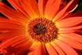 Daisy flower with orange petals, macro shot Royalty Free Stock Photo