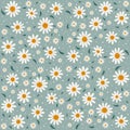 Daisy flowers seamless pattern background. Daisy flowers with green leaves on blue background Royalty Free Stock Photo