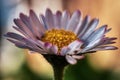 the daisy flower in a photograph with a blurred background Royalty Free Stock Photo