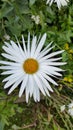 Daisy flower Royalty Free Stock Photo