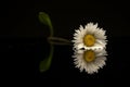 Daisy flower on a reflective surface