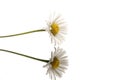 Daisy flower on a reflective surface