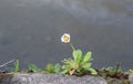 Daisy flower on the river bank Royalty Free Stock Photo