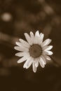 Daisy flower. Sepia