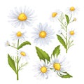 daisy flower set cartoon vector illustration color sign