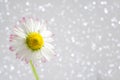 Daisy flower on a sparkling bokeh