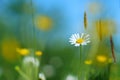 Daisy Flower in Spring Royalty Free Stock Photo