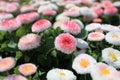 Daisy flower Royalty Free Stock Photo