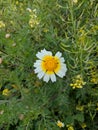 Daisy flower