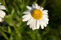 Daisy flower standing on a meadow. Camomile flower on summer filed. Chamomile with white petals in grass for poster Royalty Free Stock Photo