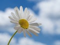 A daisy flower on a stem against a background of a blue sky and a white clouds Royalty Free Stock Photo