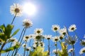 Daisy flower in summer with blue sky Royalty Free Stock Photo