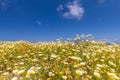 Daisy flower in summer with blue sky. Beautiful landscape, white petals on summer meadow flowers. Tranquil nature Royalty Free Stock Photo