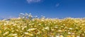 Daisy flower in summer with blue sky. Beautiful landscape, white petals on summer meadow flowers. Tranquil nature Royalty Free Stock Photo