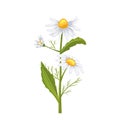 daisy flower summer cartoon vector illustration color sign
